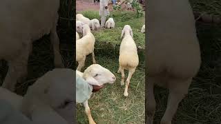 Sheep market sheeps ytshorts youtubeshorts [upl. by Yahiya990]