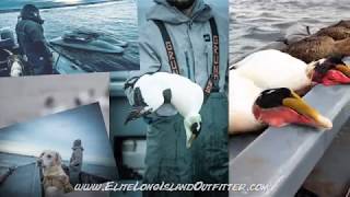 Eider Layout Hunting 2018 Long Island New York [upl. by Riccio]