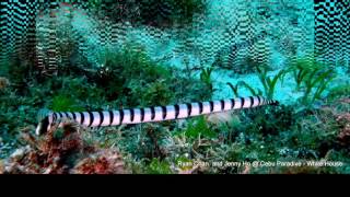 貝爾徹海蛇Belchers Sea Snake Hydrophis Belcheri [upl. by Eisiam]