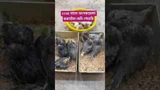 ২০২৪ সালে অনেকগুলো ককাটেল বেবি পেয়েছি cocktails best breeding season 2024 probashibirdslover [upl. by Rosse591]