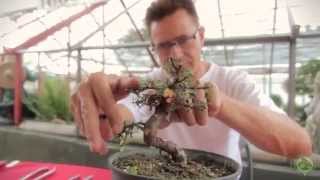 Bonsai  Erstgestaltung eines Cotoneaster aus Rohmaterial [upl. by Faun62]