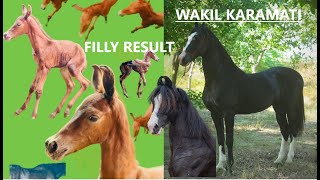 TRIBUTE TO LATE FILLY SIRED BY WAKIL [upl. by Ginder]