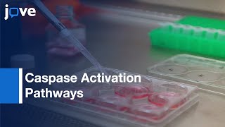 Caspase Activation Pathways Analysis by BiFC Assay  Protocol Preview [upl. by Wilden]