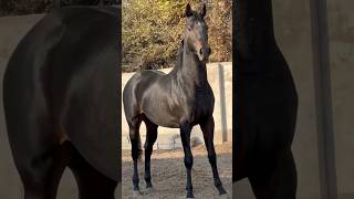 horse stallion 🔥❤️ horse рек рекомендации animals farming лошади [upl. by London]