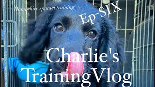 Puppy training for a English working CockerSpringer Spaniel puppy gundog training tips tricks [upl. by Anahahs]