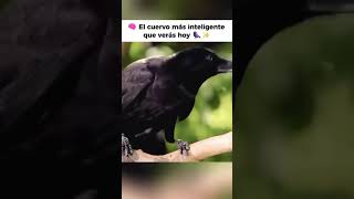 Cuervo Inteligente 🐦‍⬛ [upl. by Codd]