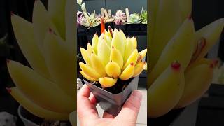 Echeveria Agavoides Golden Maria Hybrid succulentsplanterspot plants succulant garden australia [upl. by Htebyram907]