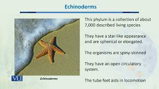 Echinoderms  Biodiversity amp EvolutionII  BT201Topic046 [upl. by Anaitsirhc13]