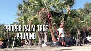 Proper Palm Pruning [upl. by Adnolay]