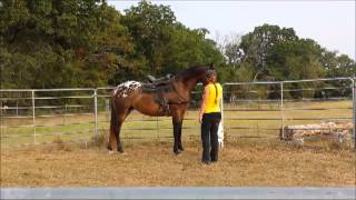 Zoe Friesian Appaloosa cross mare for sale [upl. by Seyah]