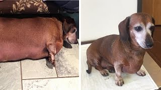 Morbidly Obese Dog Loses More Than Half His Weight with Rigorous Diet [upl. by Parry]