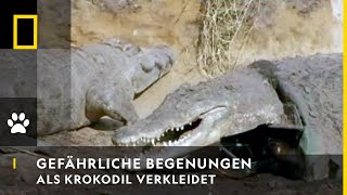 GEFÄHRLICHE BEGEGNUNGEN  Als Krokodil verkleidet  National Geographic [upl. by Ulund]