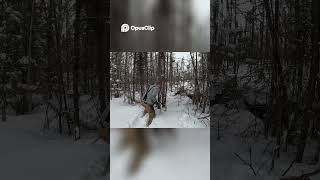 Harvesting Fire Starters Using Dead Paper Birch outdoors survival shorts alaska world [upl. by Legnaleugim]