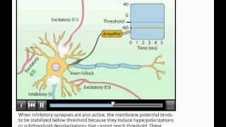 Animation Summation of Postsynaptic Potentials [upl. by Zakarias]