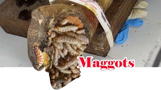 Removing Maggots and a Screw Stuck Inside Cow Hoof with Tweezer 角栓除去 鼻の黒ずみ ピンセット 角栓出し 無心で見れる動画150837 [upl. by Kenwee]