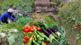 Harvesting different Vegetables in my Garden for our breakfast quotAlmusalquot in the Province Philippines [upl. by Nylekcaj]