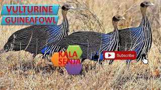 VULTURINE GUINEAFOWL [upl. by Lotsyrk]