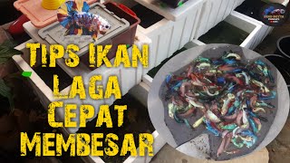 Tips Ikan Laga Cepat Membesar  Anda Boleh Cuba [upl. by Godred]