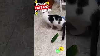 Cats Scared of Cucumbers Compilation  Try not to laugh shorts [upl. by Jeb]