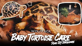 INDIAN STAR TORTOISE CARE  NEW HABITAT for MOTHER and BABIES  Wolfpack Exotics [upl. by Saqaw]