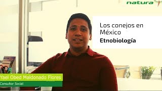 Los Conejos en México  Etnobiología [upl. by Mooney201]