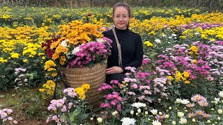 Harvest a garden of yellow chrysanthemums to sell at the market and garden [upl. by Longtin629]