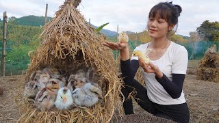 Harvesting agricultural products vegetables tubers to sell  The chicks have hatched  Farm life [upl. by Raney]