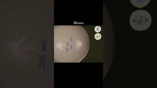 Mitosis  cell division  3d animation  shorts medical mitosis [upl. by Byrle]