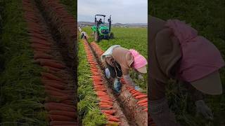 Carrot harvesting tricks 🥕 us farming secrets  carrot farming tips shorts agriculture kheti [upl. by Berneta]