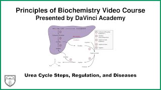 Urea Cycle Steps Regulation and Diseases Metabolism 16 of 21 [upl. by Kiele]