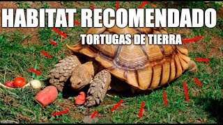 Habitat recomendado para tortugas de tierra [upl. by Amiel664]