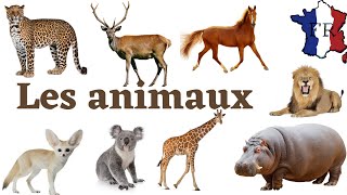 les noms des animaux en français [upl. by Esiole22]