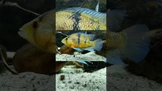 The Myers Basketmouth Cichlid Caquetaia Myersi [upl. by Brittany]