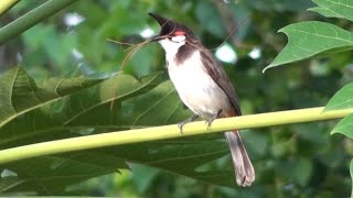 The red whiskered bulbul  crested bulbul Pycnonotus jocosus [upl. by Searby]