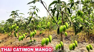 Thai Catimon Mango Plant Katimon Mango Farming Catimon Mango Plant Grow Mango Plant Nursery [upl. by Jule13]