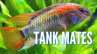 Top 10 Tank Mates for Apistogramma Cichlids [upl. by Murrell]