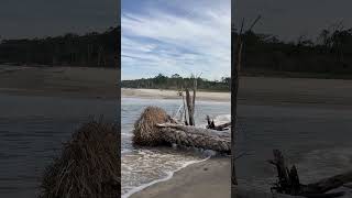 Walking Amongst the Driftwood Trees at Boneyard Beach in Big Talbot Island State Park [upl. by Suivatnad31]