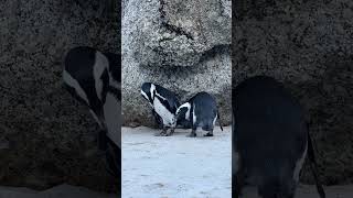 Penguin love  African penguin mating call  Jackass Penguin [upl. by Earley403]