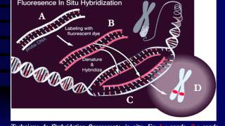 GENETIQUE Hybridation moléculaire et sondes [upl. by Iyre639]