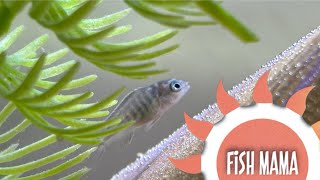 New Cichlid Fry [upl. by Belva]