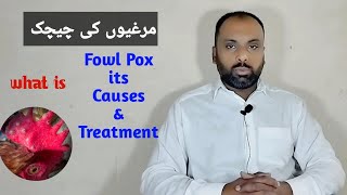 How to Treat Fowl Pox in Chickens [upl. by Roon547]