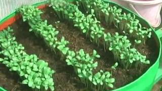 Growing Coriander and Kasuri Methi  மாடித் தோட்டத்தில் புதினா கொத்தமல்லி வளர்க்க எளிதான முறைகள் [upl. by Hgielah]