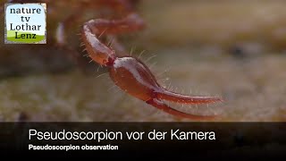 Pseudoscorpion vor der Kamera Pseudoscorpion observation [upl. by Finnegan]