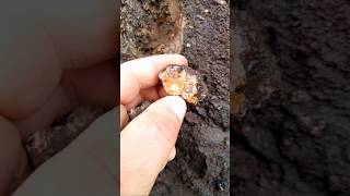 Rockhounding for Agates in Italy rockhounding agate agates geology [upl. by Smailliw130]