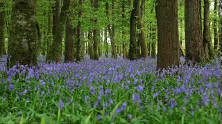 Forest Birdsong Nature SoundsRelaxing Woodland Bluebells Bird SoundsMeadow Ambience Birds Singing [upl. by Rosalinde]