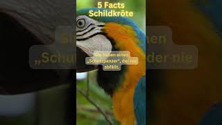 5 Facts Schildkröten [upl. by Ettessil530]