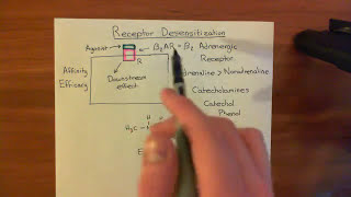 Receptor Desensitization Part 1 [upl. by Jos]