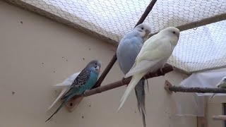 Happy Budgies  Budgerigar Sounds  Discover PARROTS Free Stock Footage RoyaltyFree [upl. by Suzi454]