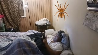 Spider On The Wall Prank On My Wife 🕷 [upl. by Pelson]