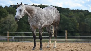 Boulder selling at the 2023 Cowgirls and Cadillacs Sale [upl. by Lantz]